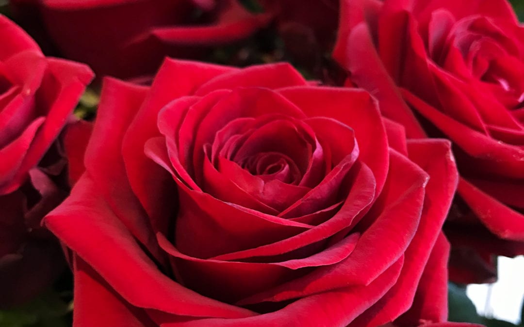 Our 2020 Valentine’s Day Red Roses | Regency Flowers